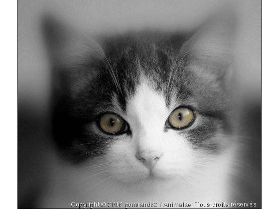 chat - Photo de Chats