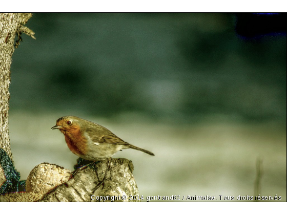 rouge gorge - Photo de Oiseaux