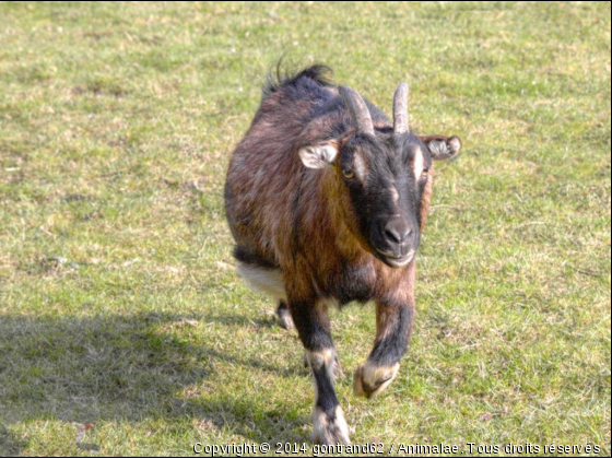 chevre - Photo de Animaux Ferme