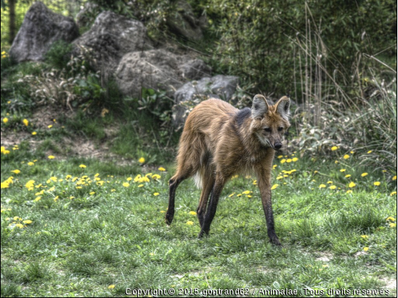 loup - Photo de Animaux sauvages