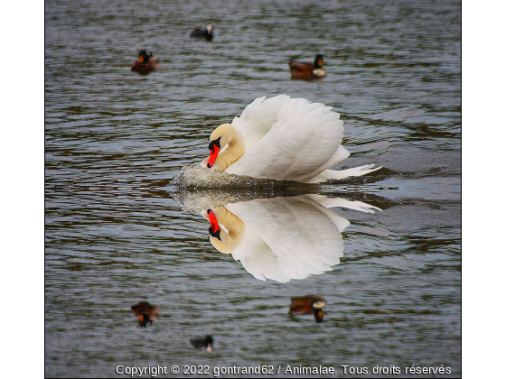 cygne - Photo de Oiseaux