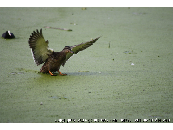 canard - Photo de Oiseaux