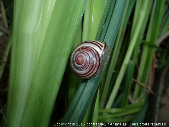 escargot - Photo de Microcosme