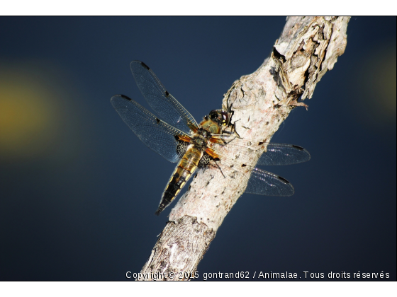 libellule - Photo de Microcosme