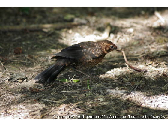 merle - Photo de Oiseaux