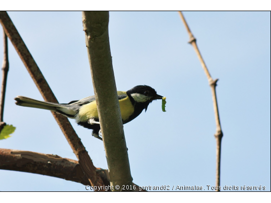 mesanges - Photo de Oiseaux