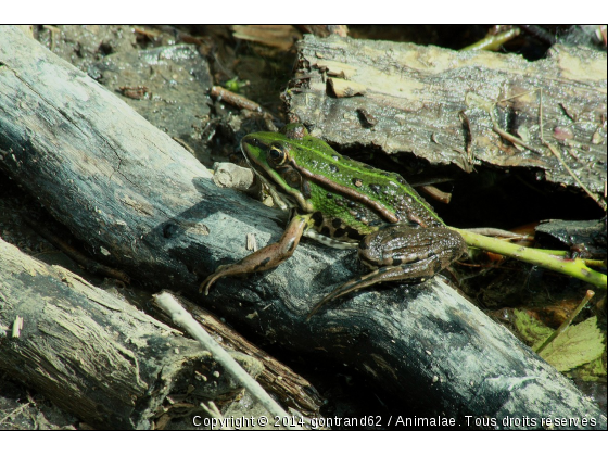 grenouille - Photo de Animaux sauvages