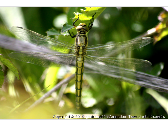 libellule - Photo de Microcosme