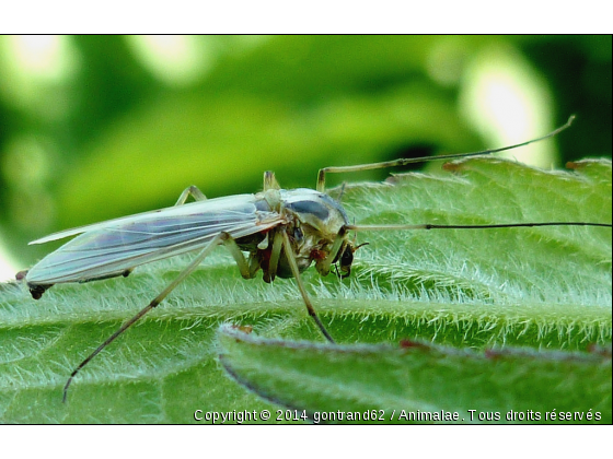 instecte - Photo de Microcosme