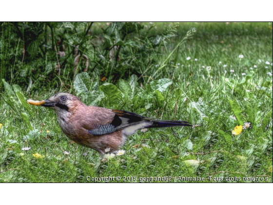 geai - Photo de Oiseaux