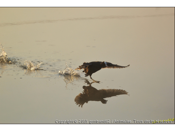 foulque macroule - Photo de Oiseaux