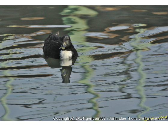 colvert hybride - Photo de Oiseaux