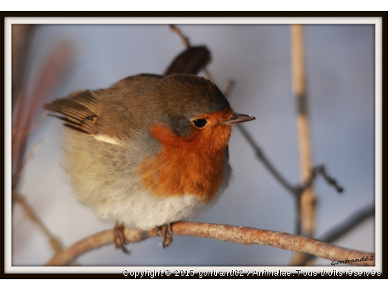 rouge-gorge - Photo de Oiseaux