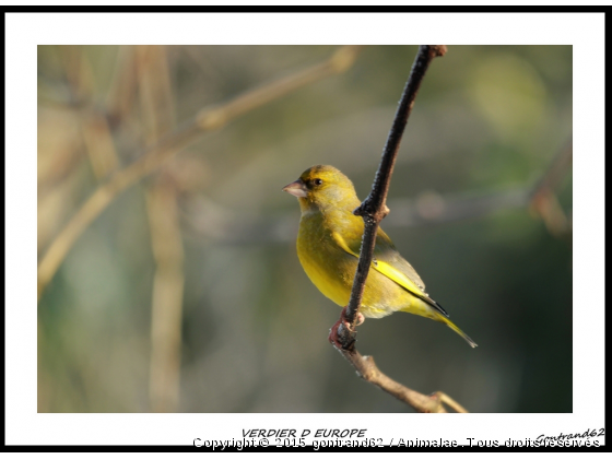 verdier d&#039;europe - Photo de Oiseaux