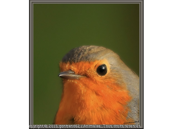 rouge gorge - Photo de Oiseaux