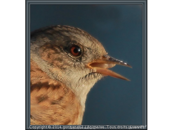 accenteur mouchet - Photo de Oiseaux