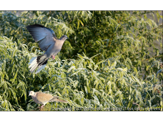 tourterelles turque - Photo de Oiseaux