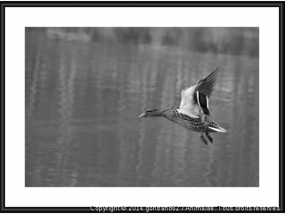 canard colvert - Photo de Oiseaux