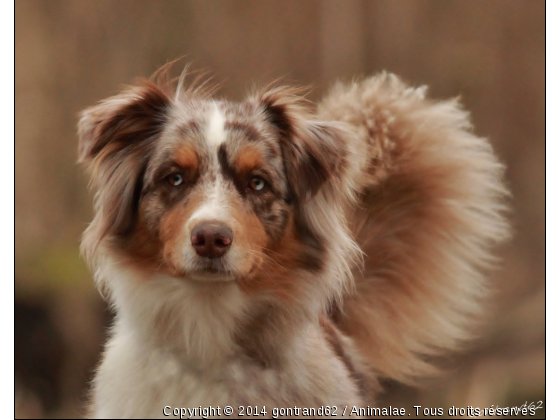 chien - Photo de Chiens