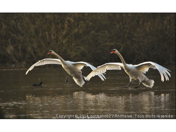 cygnes tuberculés - Photo de Oiseaux