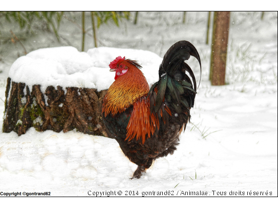 coq  - Photo de Animaux Ferme