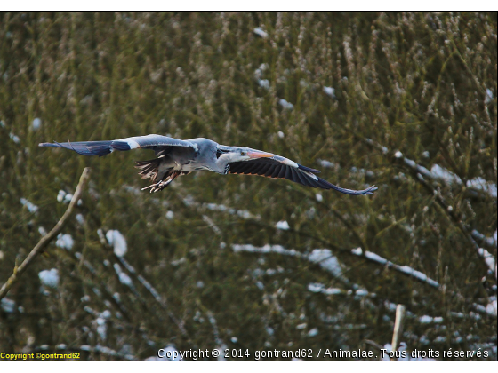 heron cendré - Photo de Oiseaux