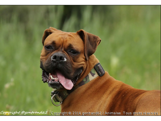 boxer - Photo de Chiens