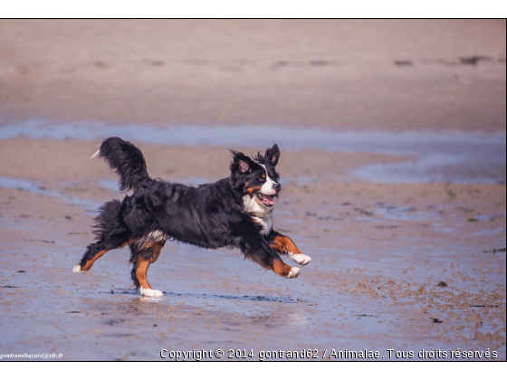 chien à la mer - Photo de Chiens