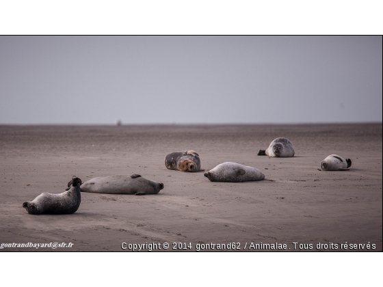 phoques - Photo de Faune marine