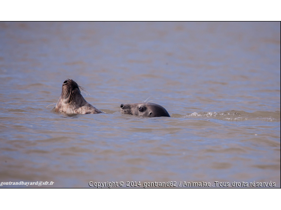 phoques1 - Photo de Faune marine