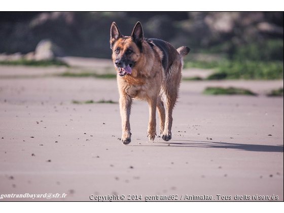 berger allmand - Photo de Chiens