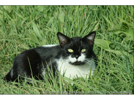 chat - Photo de Chats