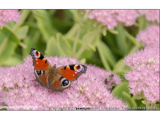 papillon - Photo de Microcosme