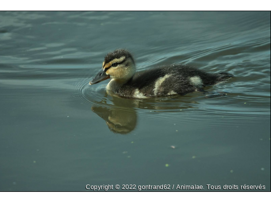 caneton - Photo de Oiseaux