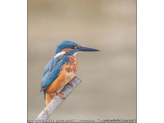 martin pecheur - Photo de Oiseaux