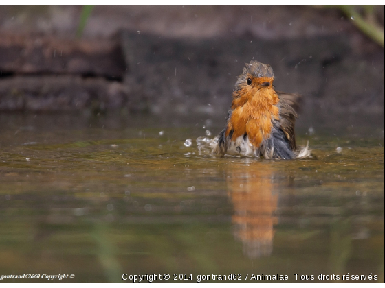 rouge gorge - Photo de Oiseaux