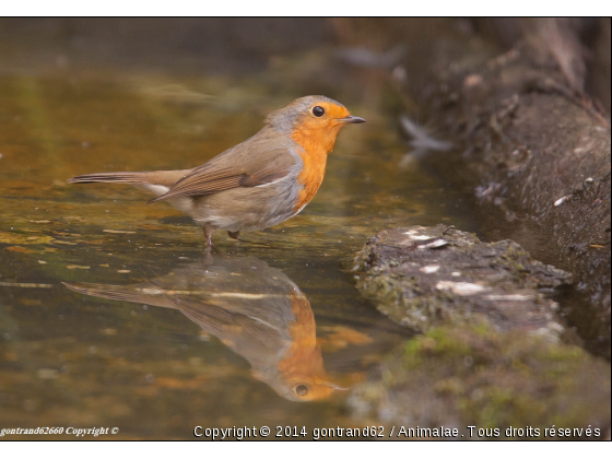 rouge gorge - Photo de Oiseaux