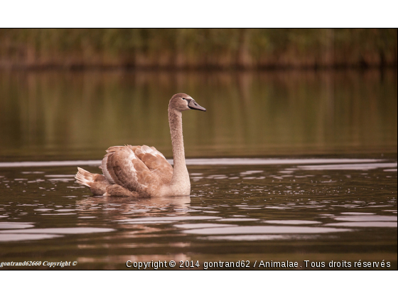 jeune cigne - Photo de Oiseaux