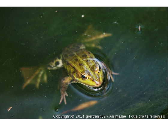 grenouille - Photo de Animaux sauvages