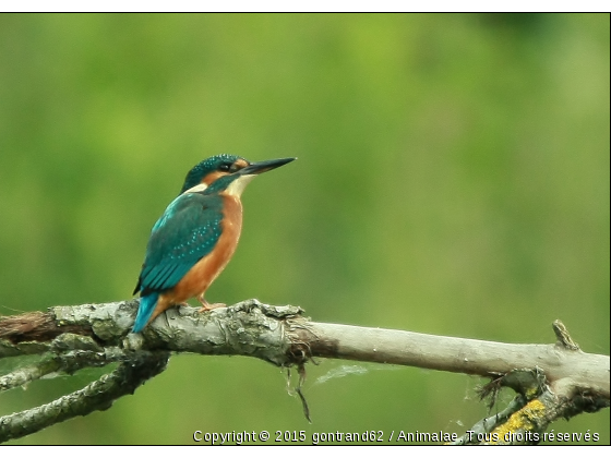 martin pecheur - Photo de Oiseaux