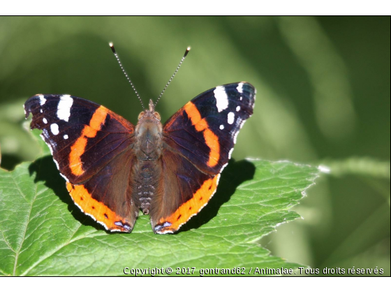 papillon - Photo de Microcosme