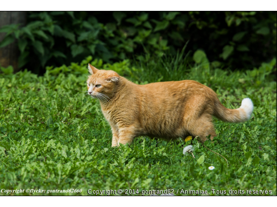 chat - Photo de Chats