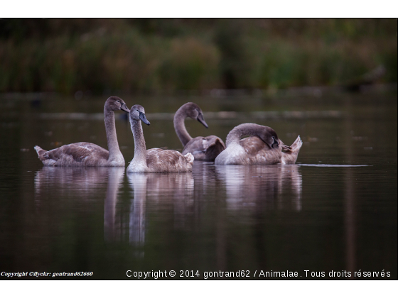 jeunes cygnes - Photo de Oiseaux