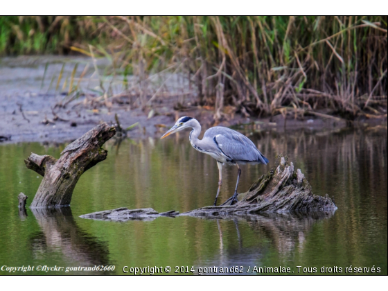 heron cendré - Photo de Oiseaux