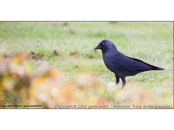 choucas des tours - Photo de Oiseaux