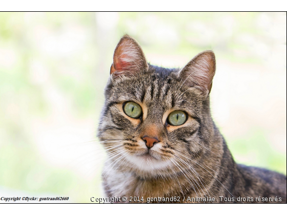 moustique mon chat - Photo de Chats