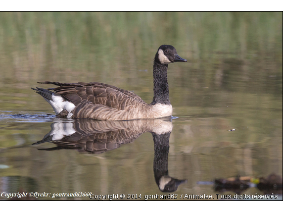 oie bernache du canada - Photo de Oiseaux