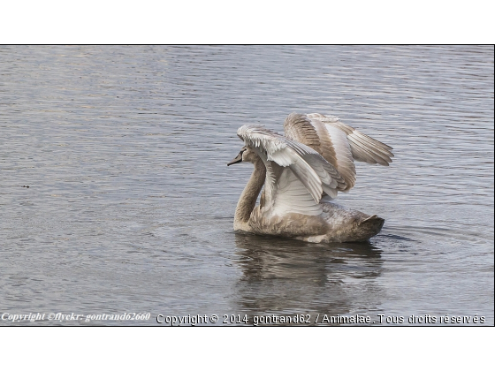 cygne tuberculé juvénile - Photo de Oiseaux