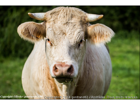 vache - Photo de Animaux Ferme