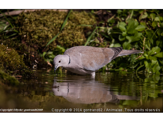 tourterelle - Photo de Oiseaux